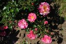 Heidetraum
