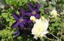 Molineux + clematis Rasputin