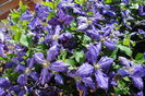 clematis Tie Dye
