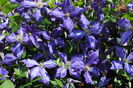 clematis Tie Dye