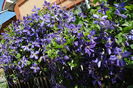 clematis Tie Dye