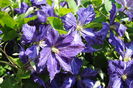 clematis Tie Dye