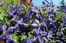 clematis Tie Dye