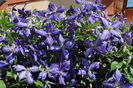 clematis Tie Dye