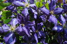 clematis Tie Dye