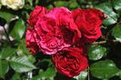 Red Leonardo da Vinci
