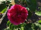 Mary Rose