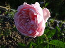 The Alnwick Rose