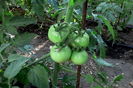 siriana