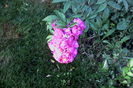 IMG_20160626_082821