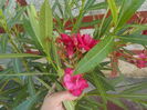 rubis