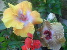 062