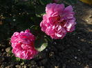Princess Anne