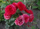 Flower Circus