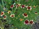 coreopsis route 66