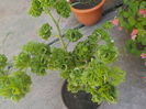 DSCN0419[1]