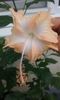 hibi lady cream