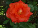 DSC08464