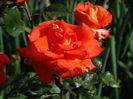 DSC08203