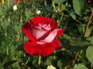 DSC08458