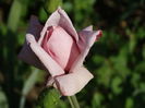 DSC08250