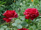 DSC08350