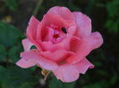 DSC08332