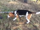 Catel Beagle