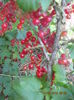 Picture 6388