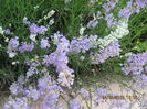Picture 6556