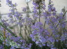 Picture 6558