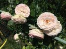 EDEN ROSE - FLORA