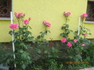 Picture 6407