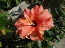 DSCN9650