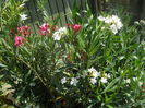 DSCN9652