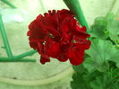 DSCN9656