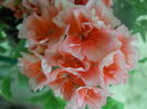 DSCN9658