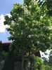 Catalpa cu flori