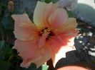 DSCN9664