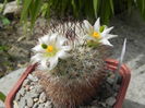 Mammillaria neopalmeri
