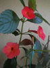 DSCN9669