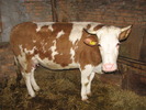 Floara feb 2010
