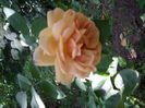 IMGP9830