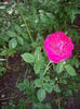 IMGP9846