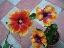 P1270718