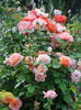 DSC08367
