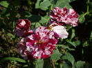 DSC08186