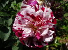 DSC08253