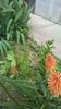 Achizitii plantshop Sacele