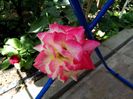 IMG_20160622_121713